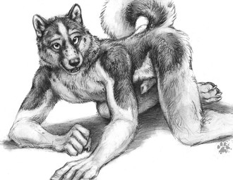 all_fours animal_genitalia animal_penis anthro canine_genitalia canine_penis claws curled_tail erection finger_claws fur genitals looking_at_viewer male nude nude_anthro nude_male paws penis raised_tail solo tail toe_claws blotch scratches_volume_6 akita canid canine canis domestic_dog mammal spitz 2012 monochrome traditional_media_(artwork)