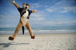 beach black_eyes clothing cloud costume detailed_background fursuit jumping looking_at_viewer male nature outside photo_background real sand scenery seaside sky solo tail water karpour unknown_artist dasyuromorph mammal marsupial recently_extinct_species thylacine grandfathered_content photography_(artwork)