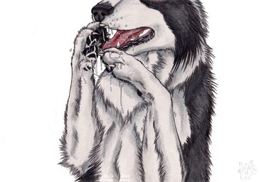 ambiguous_feral ambiguous_gender black_body black_fur black_nose black_pawpads bodily_fluids claws cum cum_on_feet cum_string fangs feet feral fur genital_fluids logo obscured_eyes pawpads red_tongue simple_background solo teeth tongue white_background white_body white_claws white_fur kola_(artist) border_collie canid canine canis collie domestic_dog herding_dog mammal pastoral_dog sheepdog 2024 artist_logo dated