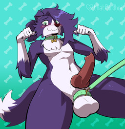 animal_genitalia animal_penis anthro ball_leash balls black_nose blush blush_lines bone_tag canine_genitalia canine_penis chest_tuft collar collar_tag erection fur genital_leash genitals gloves_(marking) green_eyes hair knot knotted_penis leash leash_pull looking_at_viewer male markings navel penis purple_body purple_fur purple_hair solo text_on_collar_tag tuft wearing_collar thatbirdboi dog_(somesacredbird) border_collie canid canine canis collie domestic_dog herding_dog mammal pastoral_dog sheepdog 2025 digital_drawing_(artwork) digital_media_(artwork) english_description hi_res nonbinary_(lore)
