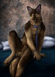 animal_genitalia anthro balls bed blue_eyes collar cuff_(restraint) flaccid fully_sheathed fur furniture genitals handcuffed handcuffs leash looking_at_viewer male metal_cuffs on_bed penis realistic realistic_anatomy realistic_anthro realistic_fur restraints retracted_sheath sheath sitting sitting_on_bed solo spread_legs spreading tail rayndancer raymond_(raymond) canid canine canis domestic_dog german_shepherd herding_dog mammal pastoral_dog 2011 hi_res