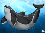 abdominal_bulge ambiguous_gender ambiguous_prey feral feral_pred larger_pred neck_bulge oral_vore underwater vore water flippin-rad plume_(rovoska) cetacean dolphin mammal marine oceanic_dolphin orca toothed_whale hi_res