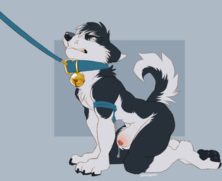 all_fours anatomically_correct anatomically_correct_genitalia anatomically_correct_penis animal_genitalia anthro balls bell big_sheath black_body black_fur black_hair blue_eyes bodily_fluids curled_tail dripping fur genital_fluids genitals hair leash leash_pull male multicolored_body multicolored_fur muscular muscular_anthro muscular_male nude pawpads penis penis_tip precum precum_drip sheath simple_background solo tail white_body white_fur kingparked dune_(krypted) canid canine canis domestic_dog husky mammal nordic_sled_dog spitz