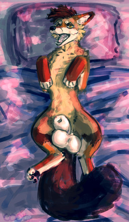 animal_genitalia balls bed big_balls dusk feral furniture genitals looking_at_viewer male quadruped sheath solo teeth tongue tongue_out cool. canid canine canis coyote mammal absurd_res hi_res