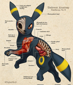 ambiguous_gender anatomy black_body black_eyes bone cross_section digitigrade feral furrowed_eyebrows guts intestines looking_at_viewer lung markings mouth_closed orange_eyes organs paper_background pelvis quadruped rib_cage ring_(marking) side_view simple_background skull solo stomach striped_ears striped_markings striped_tail stripes tail tail_markings tan_background text twitter_handle yellow_markings yellow_stripes christopher_stoll nintendo pokemon pokenatomy eeveelution generation_2_pokemon pokemon_(species) umbreon 2022 biological_illustration copyright_name digital_drawing_(artwork) digital_media_(artwork) english_text full-length_portrait hi_res portrait species_name technical_illustration