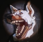 ambiguous_gender black_nose bodily_fluids brown_eyes cheek_tuft facial_tuft feral fur mouth_shot open_mouth orange_body orange_fur pupils saliva saliva_string solo teeth tuft white_body white_fur white_pupils blackscour canid canine mammal hi_res