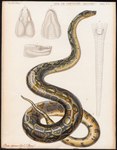 ambiguous_gender animal_genitalia black_body black_scales cloaca feral genitals scales serpentine side_view simple_background solo text white_background yellow_body yellow_scales unknown_artist boa_(snake) reptile scalie snake absurd_res ancient_art dutch_text hi_res multiple_images technical_illustration traditional_media_(artwork)