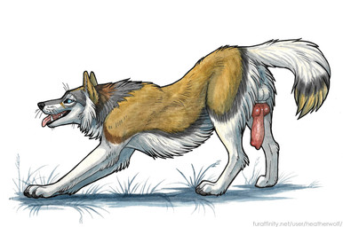 animal_genitalia animal_penis balls black_nose blue_eyes canine_genitalia canine_penis dipstick_tail erection fangs feral fur genitals grass grey_markings knot knotted_penis male male_feral markings narrowed_eyes open_mouth penis plant red_penis sheath side_view simple_background solo tail tail_markings tan_body tan_fur teeth tongue tongue_out whiskers white_background white_body white_fur heatherwolf canid canine mammal