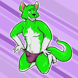 anthro bulge clothing flirting jock jockstrap kneeling male solo underwear sixbit canid canine canis domestic_dog husky mammal nordic_sled_dog spitz wolf 1:1 hi_res