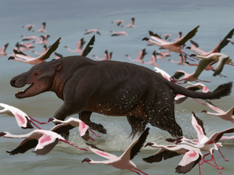 black_nose feral flying grey_body grey_skin group lake open_mouth quadruped running splash whisker_spots agustindiazart andrewsarchus avian bird flamingo mammal prehistoric_species 2022 4:3 hi_res