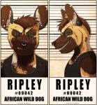 anthro blood bodily_fluids conch ear_piercing facial_piercing gauged_ear mugshot nose_piercing piercing septum_piercing solo text tunnels thatwickedsmile ripley african_wild_dog canid canine mammal english_text