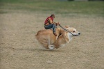 ambiguous_gender black_nose bridle brown_body brown_fur duo eyewear feral fur goggles holding_object holding_reins micro orange_body orange_fur outside real reins riding running scarf size_difference straddling what white_body white_fur third-party_edit unknown_artist canid canine canis domestic_dog herding_dog human mammal pastoral_dog welsh_corgi shopped source_request