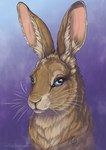 blue_eyes brown_body brown_fur female feral fur gradient_background looking_at_viewer purple_background simple_background solo whiskers lupifluvii watership_down hyzenthlay_(watership_down) lagomorph leporid mammal rabbit absurd_res headshot_portrait hi_res portrait smaller_version_at_source