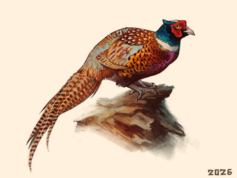 beak blue_body blue_feathers blue_head_feathers brown_spots feathers feet feral grey_feet grey_legs grey_talons long_tail_feathers markings multicolored_body multicolored_feathers orange_body orange_feathers purple_body purple_feathers simple_background solo spots spotted_body spotted_feathers tan_body tan_feathers white_background white_beak white_spots yellow_eyes alexpahomov avian bird common_pheasant galliform phasianid pheasant 2026 4:3 digital_media_(artwork) digital_painting_(artwork) painting_(artwork)