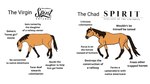 feral humor male solo text the_truth shinyfired dreamworks spirit:_stallion_of_the_cimarron virgin_vs._chad spirit_(cimarron) equid equine horse mammal 16:9 english_text hi_res image_macro meme redraw widescreen