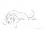 ambiguous_gender blue_husky bone collar digitigrade feral looking_at_viewer quadruped solo tail leiru wachhund_(character) canid canine canis domestic_dog husky mammal nordic_sled_dog spitz monochrome sketch