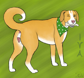 anatomically_correct anatomically_correct_genitalia anatomically_correct_vulva animal_genitalia animal_vulva anus bone canine_genitalia canine_vulva clubs_(suit) curled_tail diamond_(marking) female feral fur genitals green_background green_eyes green_scarf heart_nose heart_symbol markings one_eye_closed orange_body orange_fur scarf simple_background solo suit_symbol tail text vulva white_body white_fur wink maklykan iva_(maklykan) bird_dog canid canine canis domestic_dog golden_retriever hunting_dog mammal molosser mountain_dog retriever saint_bernard character_name hi_res