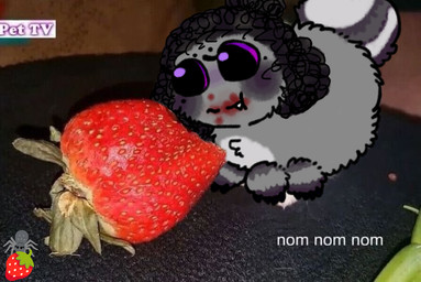 black_body black_fur black_hair chibi claws cute_fangs fangs food fruit fur grey_body grey_fur hair male multi_arm multi_eye multi_limb photo_background plant purple_eyes strawberry teeth text sosu-the-blue-wolf velley_(beastbeans) arachnid arthropod spider colored meme photography_(artwork)