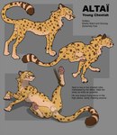 anatomically_correct anatomically_correct_genitalia anatomically_correct_sheath animal_genitalia anus balls digitigrade feline_genitalia feline_sheath feral fur genitals green_eyes male markings nude pawpads paws quadruped sheath solo spots spotted_body spotted_fur tail tail_anus text yellow_body yellow_fur mcfan altai_(mcfan) cheetah felid feline mammal 2022 absurd_res english_text hi_res model_sheet young_(lore)