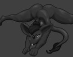 anthro ass_up black_body black_fur blep blush blush_lines butt female fur hair hair_bun horizontal_pupils jack-o'_pose one_eye_closed pose pupils solo tail tail_tuft tongue tongue_out tuft wink kennedy_oz the_nature_of_predators alien mammal venlil_(the_nature_of_predators) absurd_res hi_res monochrome