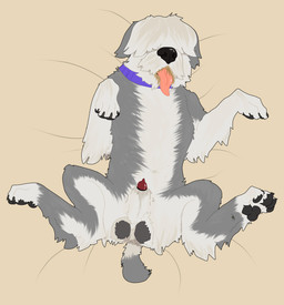 animal_genitalia animal_penis balls black_sheath_slit canine_genitalia canine_penis collar dakimakura feral front_view fur genitals half-erect long_fur lying male on_back penis red_penis sheath sheath_slit solo spread_legs spreading tongue tongue_out conditional_dnp hellion canid canine canis domestic_dog herding_dog mammal old_english_sheepdog pastoral_dog sheepdog 2025 digital_media_(artwork) hi_res ibispaint_(artwork)