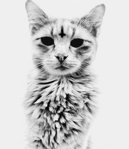 ambiguous_gender black_eyes cross demonic empty_eyes fluffy fur grey_background grey_body grey_fur inverted_cross looking_at_viewer nightmare_fuel religion simple_background solo whiskers white_background unknown_artist demon domestic_cat felid feline felis mammal greyscale low_res monochrome