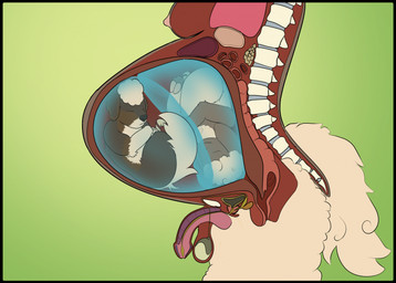 anatomical_diagram anthro anus balls belly big_belly breasts flaccid fur genitals green_background gynomorph intersex kidney liver lung neonate nipples organs pancreas penis pink_nipples pregnant pregnant_anthro pregnant_gynomorph pregnant_intersex prostate simple_background small_intestines spine standing white_body white_fur white_wool wool_(fur) x-ray_view young gene-sprout_inc rayelle_(seenty) bovid caprine mammal sheep digital_drawing_(artwork) digital_media_(artwork) english_description hi_res trans_(lore) trans_woman_(lore)