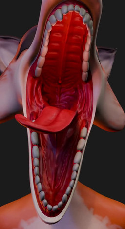 anthro female fur green_eyes grey_background mouth_shot open_mouth orange_body orange_fur simple_background solo teeth tongue uvula vore kruk 3d_(artwork) 3d_animation animated digital_media_(artwork) no_sound short_playtime webm