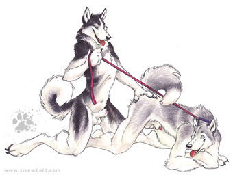 animal_genitalia animal_penis anthro balls canine_genitalia canine_penis dominant dominant_male duo fully_sheathed genitals holding_leash holding_object leash leash_pull male male/male penis penis_tip sheath submissive submissive_male tail tongue blotch scratches_volume_1 canid canine canis domestic_dog mammal 2007 traditional_media_(artwork)