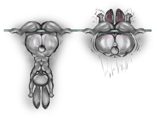 anthro anus back_muscles big_butt bottom_heavy butt exercise female huge_butt pear-shaped_figure puffy_anus solo tail thick_thighs wide_hips zomerous_(artist) disney zootopia judy_hopps lagomorph leporid mammal rabbit digital_media_(artwork) hi_res sketch_page