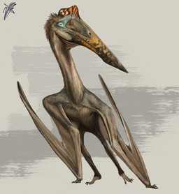 ambiguous_gender beak beak_closed black_claws black_eyes blue_face brown_beak brown_body brown_face brown_feathers brown_wings claws feathers feral folded_wings front_view head_turned leaning leaning_sideways membrane_(anatomy) membranous_wings mouth_closed orange_beak pycnofibres raised_foot red_crest simple_background solo standing toe_claws wings the_mingau azhdarchid hatzegopteryx prehistoric_species pterosaur reptile scalie 2026 absurd_res digital_drawing_(artwork) digital_media_(artwork) hi_res signature