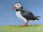 ambiguous_gender beak black_eyes feral grass outside plant solo chandlerwildlifeart alcid avian bird lari puffin 4:3 oil_painting_(artwork) painting_(artwork) traditional_media_(artwork) traditional_painting_(artwork)