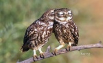 ambiguous_gender branch duo eyes_closed feral holidays in_tree kissing plant real tree unknown_artist valentine's_day athene_(genus) avian bird burrowing_owl owl true_owl 16:10 hi_res wallpaper widescreen