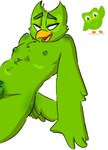 anthro barely_visible_genitalia barely_visible_penis feathers genitals male mascot nipples nude penis smile solo ratwork duolingo duo_(duolingo) avian bird owl