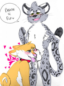 ambiguous_gender animal_genitalia anthro ball_sniffing balls bodily_fluids collar curled_tail drooling duo genitals heart_symbol leash leash_pull male male/male musk saliva sheath sniffing tail text dusto canid canine canis domestic_dog felid leopard mammal pantherine shiba_inu snow_leopard spitz 3:4 absurd_res english_text hi_res