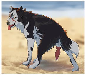 anatomically_correct anatomically_correct_feral anatomically_correct_genitalia animal_genitalia animal_penis balls beach black_body black_fur black_nose bodily_fluids border canine_genitalia canine_penis dipstick_tail ear_piercing erection facial_scar fangs feral fur genital_fluids genitals grey_body grey_fur knot knotted_penis looking_at_viewer looking_back looking_back_at_viewer male markings multicolored_body multicolored_fur nude open_mouth penis piercing precum sand scar sea sheath snout solo tail tail_markings teeth three-quarter_view tongue tongue_out two_tone_body two_tone_fur water white_border yellow_eyes midzushiro dante_(shadowflare45) canid canine canis mammal wolf colored digital_drawing_(artwork) digital_media_(artwork) hi_res shaded