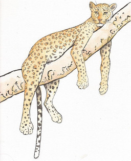 4_toes ambiguous_gender branch dangling dangling_legs digitigrade feet feral fur high_place in_tree legs_over_edge limp_tail long_tail lying lying_on_branch markings nude on_branch on_front over_edge paws plant relaxing side_view simple_background solo spots spotted_body spotted_fur straddling tail tail_over_edge toes tree whiskers white_background yellow_body yellow_eyes yellow_fur 0laffson felid leopard mammal pantherine 2013 full-length_portrait painting_(artwork) portrait traditional_media_(artwork) traditional_painting_(artwork) traditional_watercolor_(artwork) watercolor_(artwork)