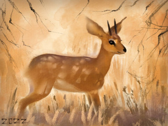 black_eyes black_nose brown_body brown_fur feral fur grass horn markings plant quadruped savanna solo standing stick tan_body tan_fur white_markings alexpahomov antelope bovid mammal raphicerus steenbok true_antelope
