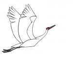 2013 2_toes 5:4 ambiguous_gender avian avian_feet beady_eyes beak biped bird black_eyes claws crane_(bird) digital_drawing_(artwork) digital_media_(artwork) feathered_wings feathers feet feral flying frown full-length_portrait grey_beak grey_feet gruiform grus_(genus) jamminbison light_body light_feathers light_wings long_beak long_neck looking_up markings midair monotone_beak monotone_wings multicolored_body multicolored_feathers narrow_beak portrait raised_arm raised_wings red_body red_feathers red_markings side_view simple_background solo spread_arms spread_wings tail tail_feathers talons toe_claws toes toony two_tone_body two_tone_feathers white_background white_body white_feathers white_tail white_wings whooping_crane winged_arms wings