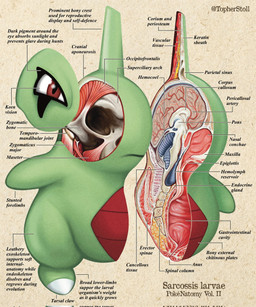 ambiguous_gender anatomy anthro biped bone brain cross_section front_view furrowed_eyebrows green_body mouth_closed organs paper_background pupils red_body red_eyes simple_background skull solo tan_background text twitter_handle white_sclera christopher_stoll nintendo pokemon pokenatomy generation_2_pokemon larvitar pokemon_(species) 2022 biological_illustration copyright_name digital_drawing_(artwork) digital_media_(artwork) english_text exploded-view_drawing full-length_portrait hi_res portrait technical_illustration
