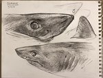 ambiguous_gender feral frown head_only looking_at_viewer solo geordie_millar fish marine shark 1999 bust_portrait charcoal_(artwork) formal_art portrait traditional_media_(artwork)