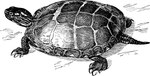 ambiguous_gender black_line_art claws feet feral high-angle_view mouth_closed pupils scales shadow shell side_view simple_background solo standing tail toe_claws toes white_background edward_knobel public_domain painted_turtle reptile scalie turtle 1896 19th_century ancient_art black_and_white full-length_portrait monochrome portrait traditional_media_(artwork)