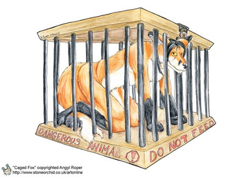 all_fours anthro barefoot bars belly biped black_hair black_nose cage feet fluffy fluffy_tail fur gloves_(marking) hair leg_markings looking_at_viewer male markings nude orange_body orange_eyes orange_fur paws prisoner simple_background socks_(marking) solo tail text white_background white_belly white_body white_fur yellow_sclera angyl_roper canid canine fox mammal english_text source_request