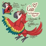 female feral food fruit heart_symbol nut_(fruit) plant solo text ibowserswife blu_waifu blue_sky_studios rio_(series) coco_the_scarlet_macaw_(blu_waifu) fan_character ara_(genus) avian bird macaw neotropical_parrot parrot scarlet_macaw true_parrot 1:1 hi_res model_sheet spanish_text translated