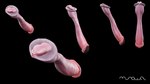 animal_genitalia animal_penis black_background disembodied_penis erection genitals male multiple_angles penis simple_background urethra ursine_penis xmurowelx 2024 3d_(artwork) digital_media_(artwork) hi_res signature