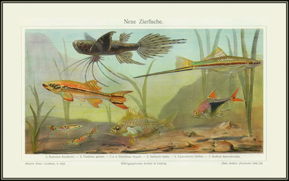algae ambiguous_gender black_border border dorsal_fin feral fin group scales tail tail_fin text unknown_artist public_domain fish marine species_request swordtail absurd_res ancient_art german_text hi_res traditional_media_(artwork)
