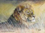 abstract_background felid feral fur grass inner_ear_fluff kotenokgaff lion lying male mammal mane nature outside pantherine plant solo text traditional_media_(artwork) tuft url