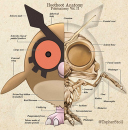 ambiguous_gender anatomical_diagram anatomical_study anatomy anatomy_chart beak beak_closed bone brown_body chart claws feral front_view looking_at_viewer mouth_closed pink_body pupils red_eyes rib_cage simple_background skeleton skull solo tan_background tan_body text twitter_handle white_claws x-ray_view christopher_stoll nintendo pokemon pokenatomy generation_2_pokemon hoothoot pokemon_(species) 2022 biological_illustration copyright_name digital_drawing_(artwork) digital_media_(artwork) english_text full-length_portrait hi_res portrait technical_illustration
