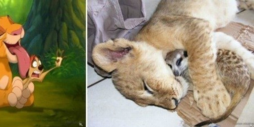 ambiguous_gender comparison cuddling duo eyes_closed feral forest jungle licking male photo plant quadruped real screencap size_difference sleeping tail tongue tongue_out tree unknown_artist disney the_lion_king simba_(the_lion_king) timon felid herpestid lion mammal meerkat pantherine grandfathered_content photography_(artwork)