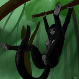 anthro anus breasts butt female genitals hanging_from_branch in_tree plant solo tail tail_anus tree vulva antira atelid haplorhine mammal monkey new_world_monkey primate spider_monkey 1:1 hi_res